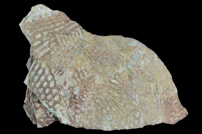 Ordovician Graptolite (Araneograptus) Plate - Morocco #126413